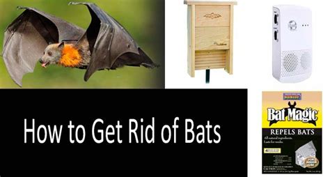 Bat magic repellent: A versatile solution for various bat species